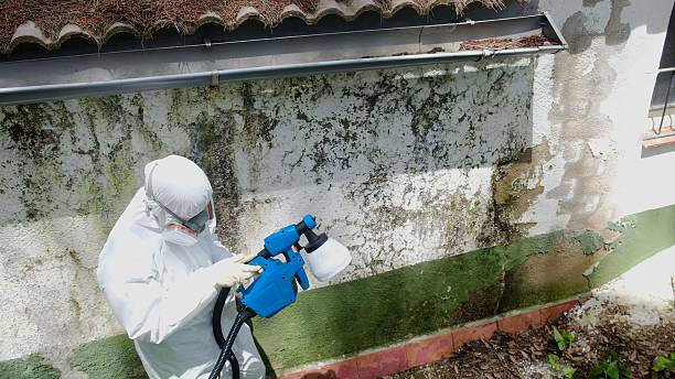 Top rated local Mold Remediation specialists in Jackson, TN